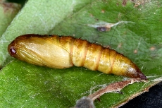 Archips rosanus куколка